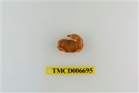 藏品(光輝圓扇蟹)的圖片